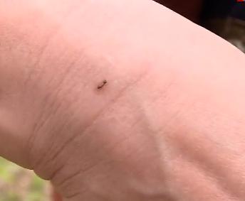 肇庆多地有红火蚁出没被咬后90的人不会处理