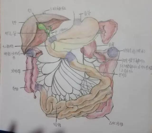 大健康学院人体解剖绘画大赛投票开始啦