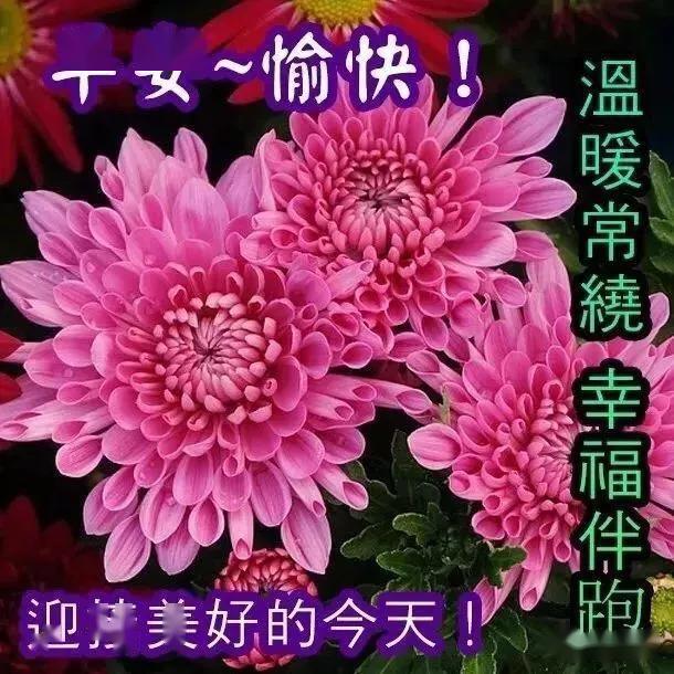 早上好问候祝福表情图片 春天最新早安问候语