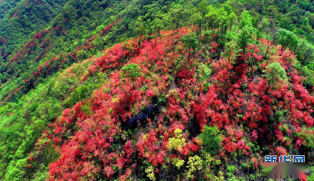 航拍:"映山红"开遍大别山!