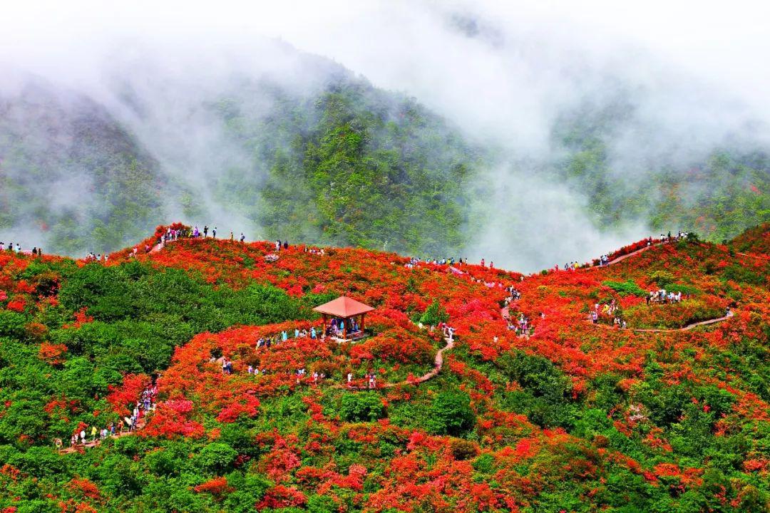 第十二届长沙(浏阳)大围山杜鹃花节正式启幕