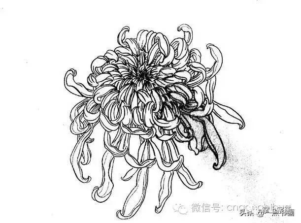 工笔菊花线描底稿画法示例