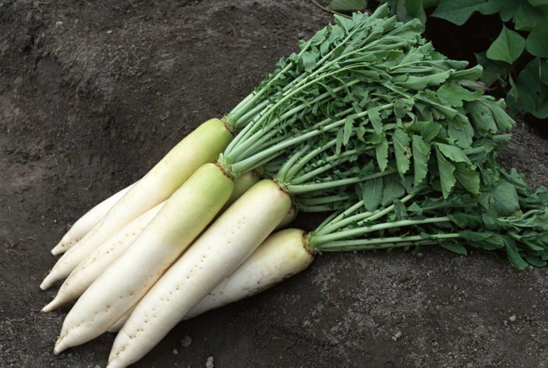 几月份种白萝卜胡萝卜 147cb37f41d74f57817a834609168f48.jpeg