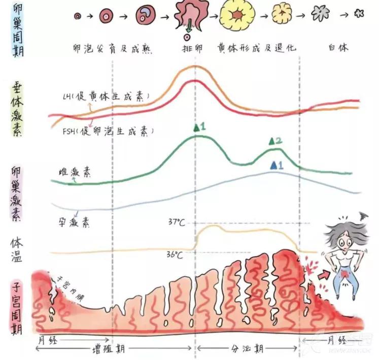 选性激素七项(fsh,lh,prl,e2,p,t,hcg).