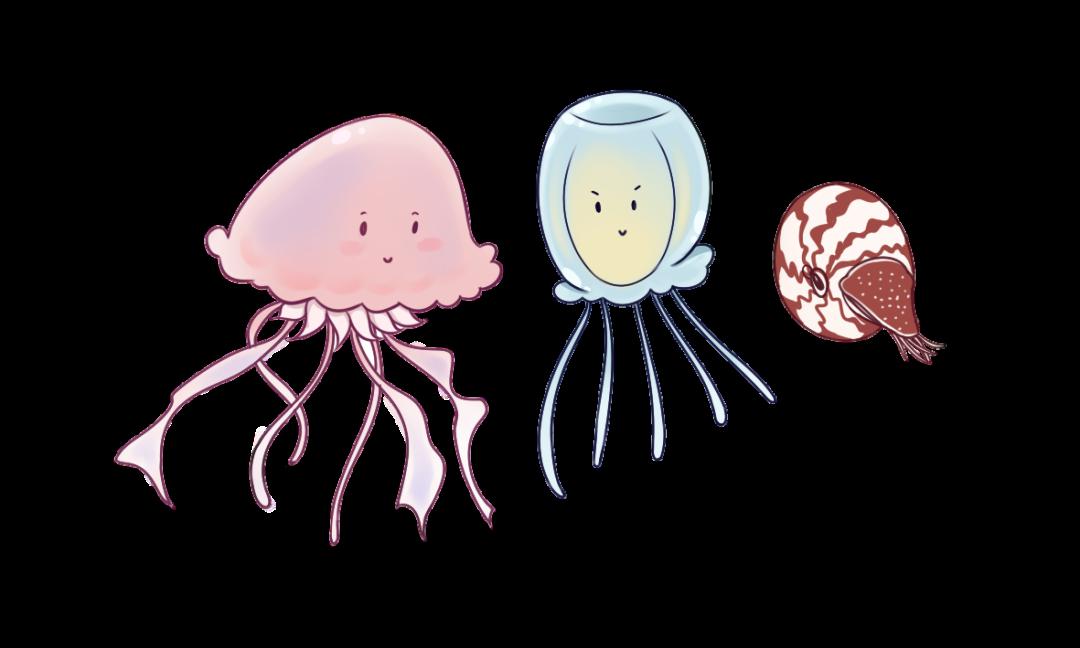 左:水母和鹦鹉螺 右:碎毛盘海蛞蝓