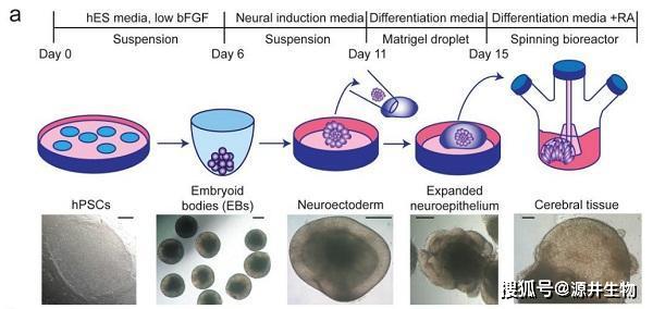 细胞培养那些事:14个你不知道的冷知识-源井生物