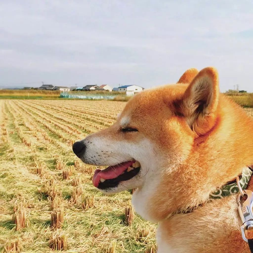 分享一只胖得像猪的柴犬,胖帅胖帅我爱了!