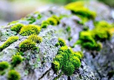 袁枚苔花如米性灵如茶