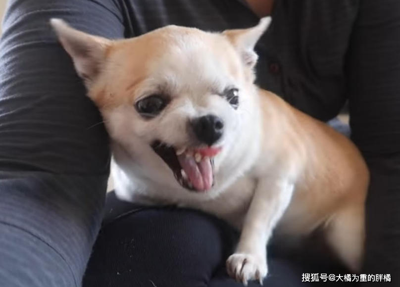 狗仗人势，一部值得一看的短剧免费观看，狗仗人势，一部免费观看的精彩短剧