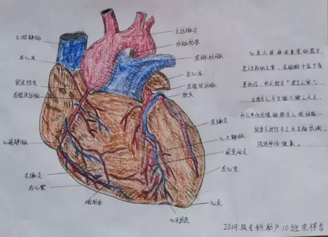 大健康学院人体解剖绘画大赛投票开始啦!_心脏