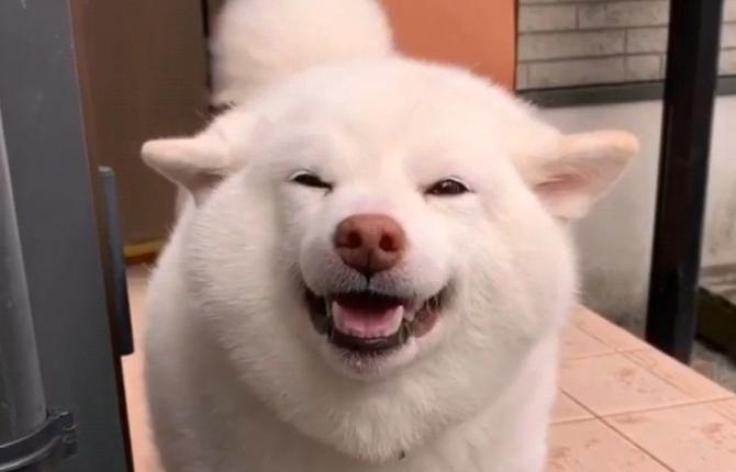 妹子路过邻居家柴犬却笑成了眯眯眼换成男生就变了