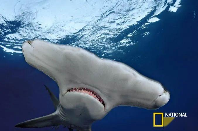 海洋之窗丨真正的"海洋之王"——鲨鱼_大白鲨