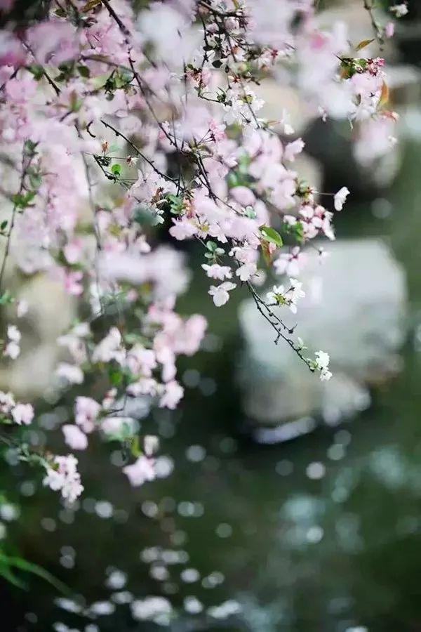 暮春一雨落花流水随春去