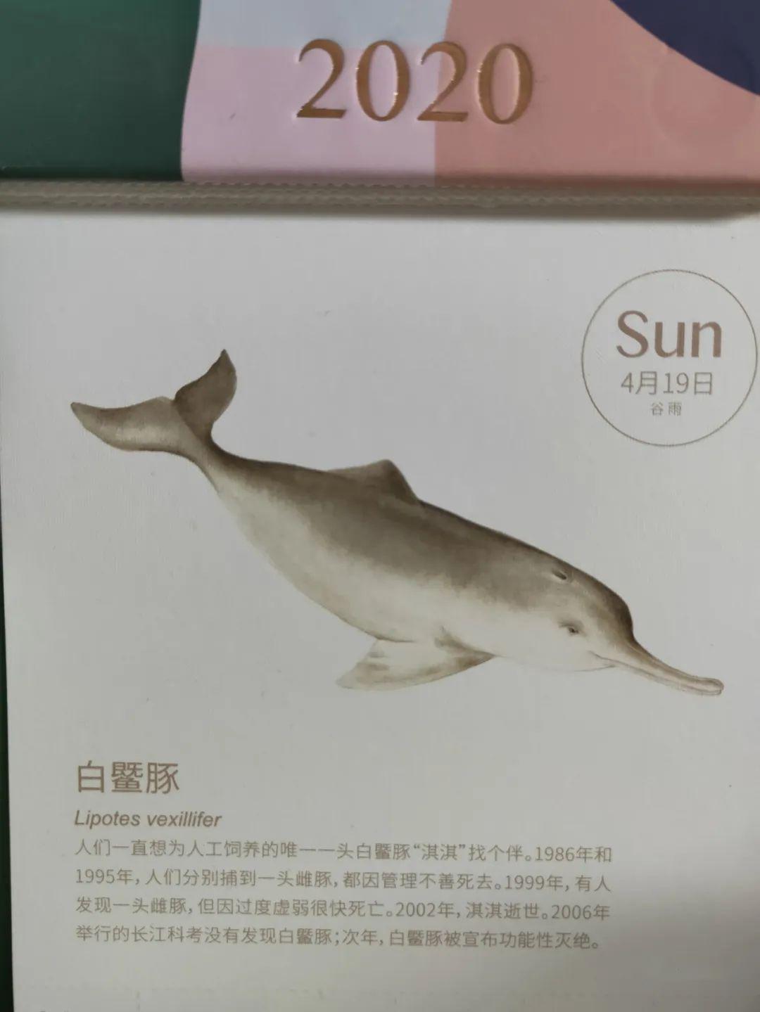 纪念白鱀豚_长江
