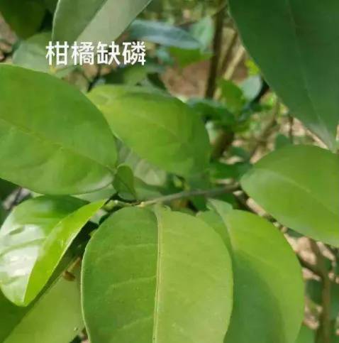 二,柑橘缺磷缺磷老叶先显症,叶形大小尚正常;叶色常呈青铜绿,有的叶色