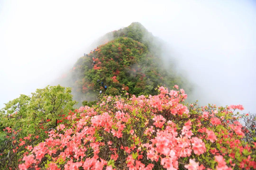 穿越皖南井冈——赏黄高峰映山红花海[旌德]