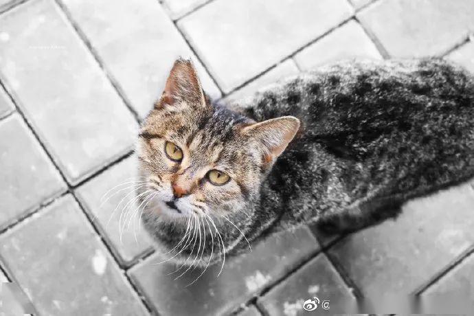北大的猫，关系好乱啊