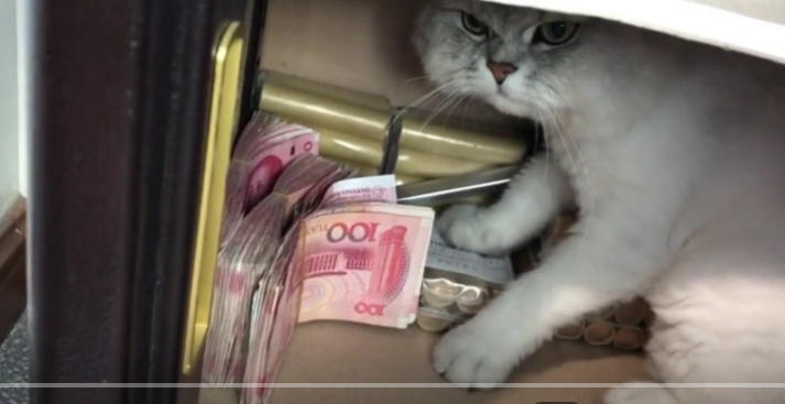小猫咪发现女主人藏"私房钱" 紧紧护住萌翻网友(现场)