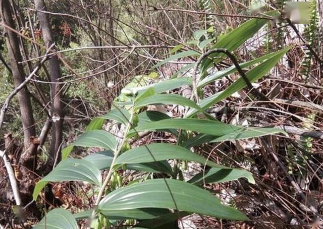 山沟下的"1种草",地下块茎像"生姜",人称"老虎姜",珍贵