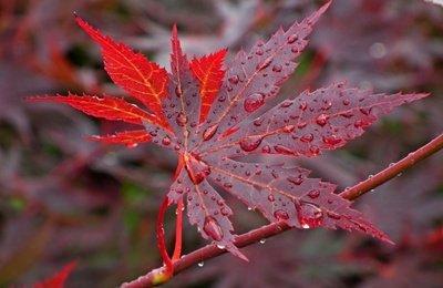 园林植物 | 日本红枫