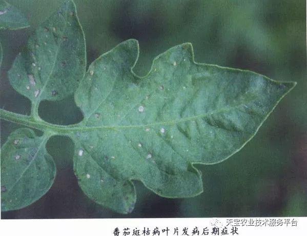 (1)成因 此种病变属于斑枯病,是由番茄壳针孢侵染所致.