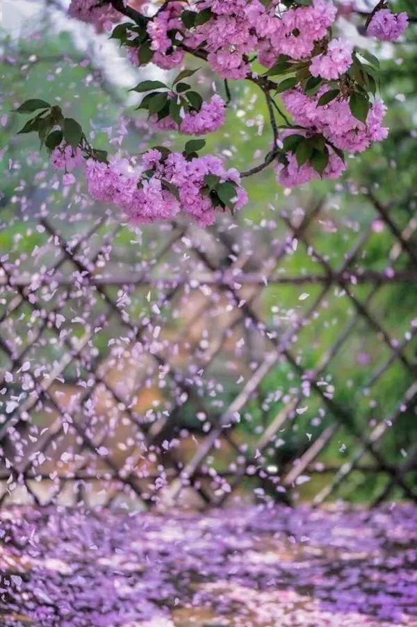 暮春一雨落花流水随春去