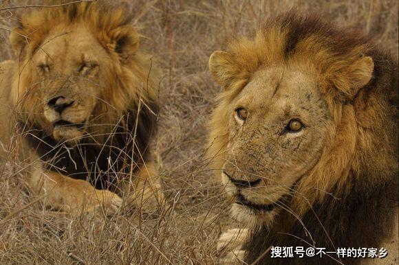 西街雄狮联盟死的顺序
