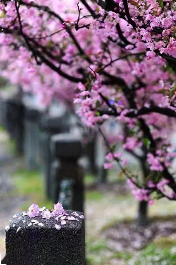 暮春一雨,落花流水随春去