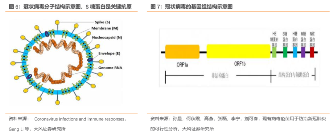 冠状病毒(corvonavirus, cov) 是一种单链正义 rna 病毒,基因总长约为