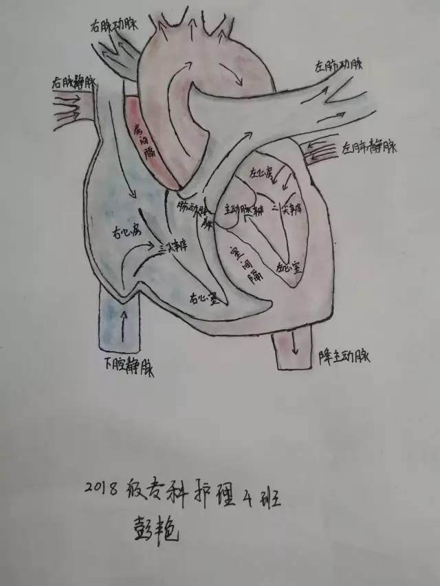 大健康学院人体解剖绘画大赛投票开始啦!_心脏