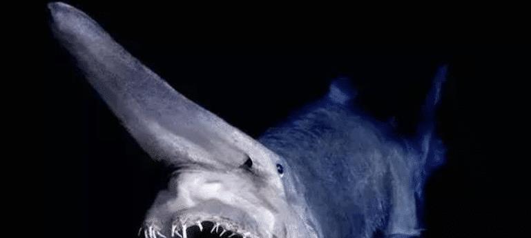 神秘的魔鬼鲨,为何世界上没有一个人捉到或看到过完整