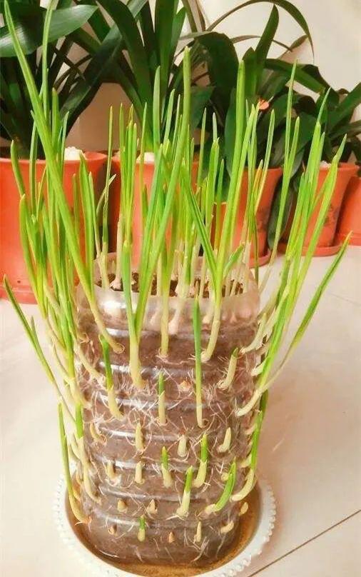 容器种菜