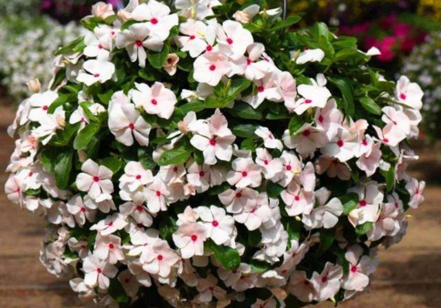 适合家里养的花卉四季开花 a68ccfc699e2404f9211311c115dfde8.jpeg