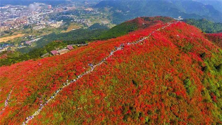 每年四五月,漫山遍野的杜鹃花红遍了整座山顶.