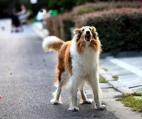 养犬登记,烈犬管理,我市即将诞生"最严养狗令?_立法