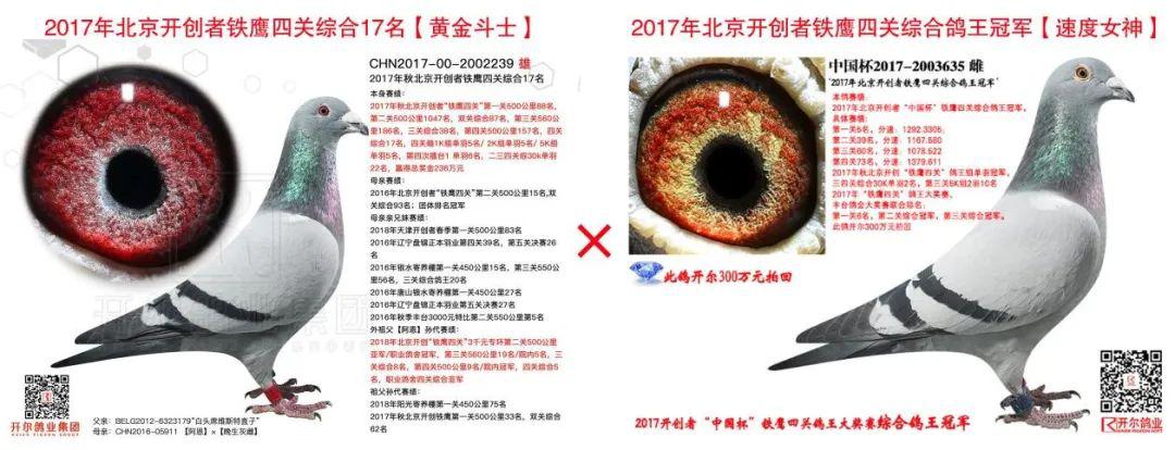 2019北京开创鸽王图片,2020百鸽园鸽王图片 开创鸽王冠军配综合17名 再送开创赛场!