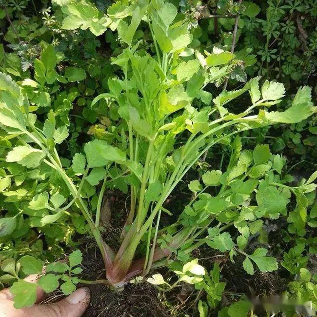 又名"水堇,鬼见愁,假芹菜,其实它叫"石龙芮,外形类似芹菜,上图中的