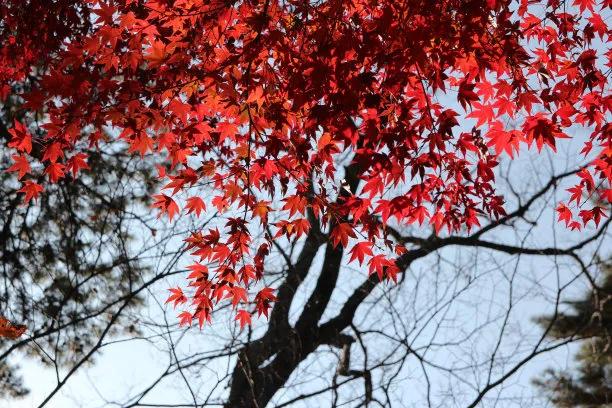 园林植物 | 日本红枫