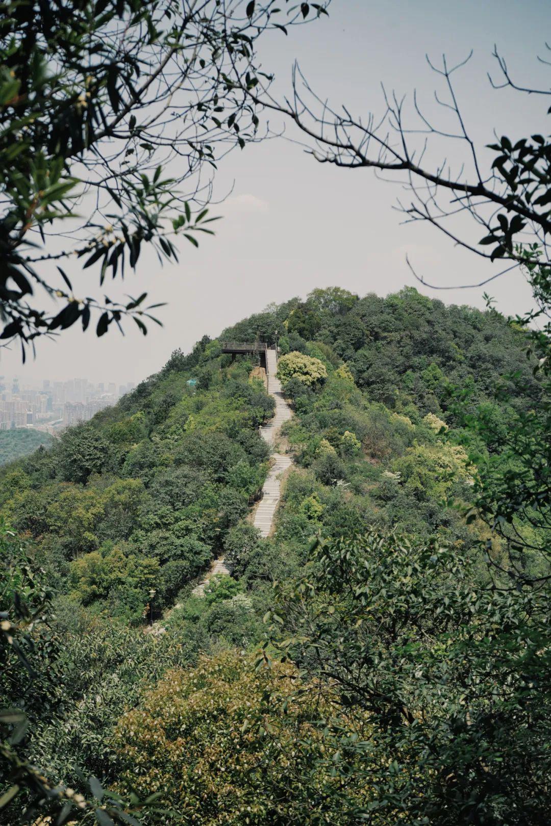 杭州新开一条隐秘登山游步道,2.