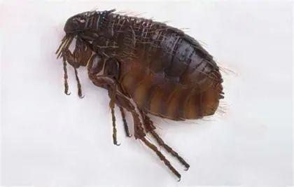 如何杀螨虫和跳蚤 ccfe5f1d074c47f08784d6e08c4ec0de.jpeg