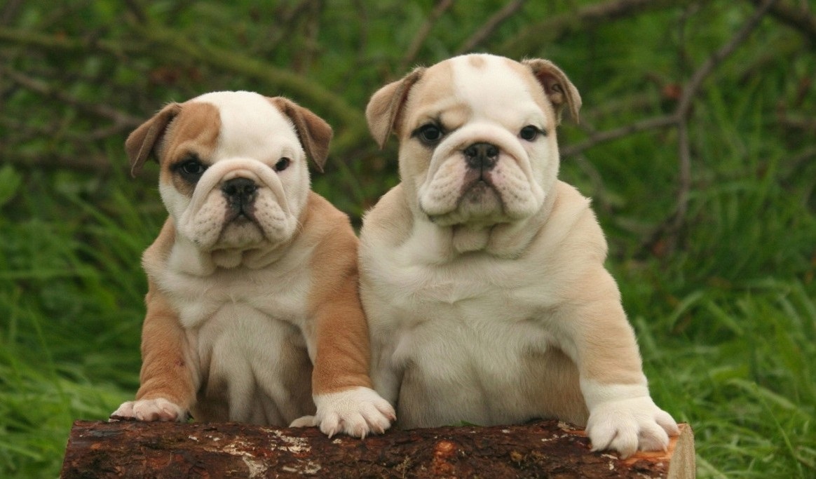 美国恶霸犬vs. 美国斗牛犬- 有什么区别吗？如果有，养比特犬的人会混用吗？ : r/BanPitBulls, image size:1164x683