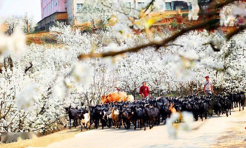 文山市人口有多少_文山市图片