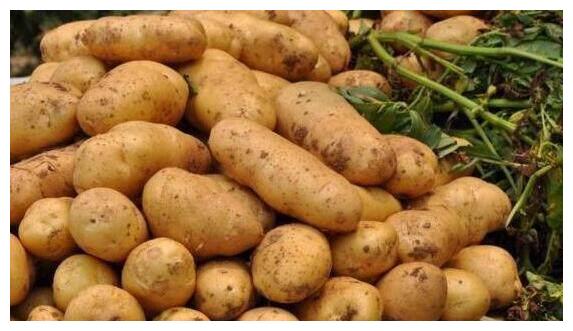 土豆做美食大全 e6789e828704489eb6503f1fb15b28fa.jpeg