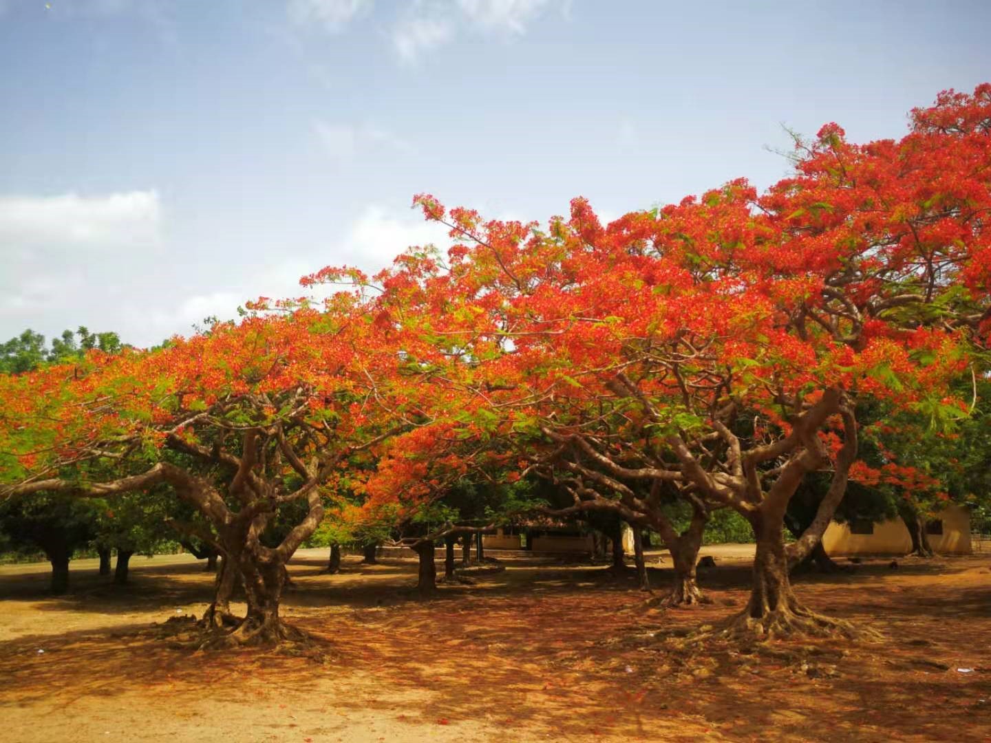 加纳淘金故事:弟弟枪杀哥哥,航班停飞金价“跳楼”