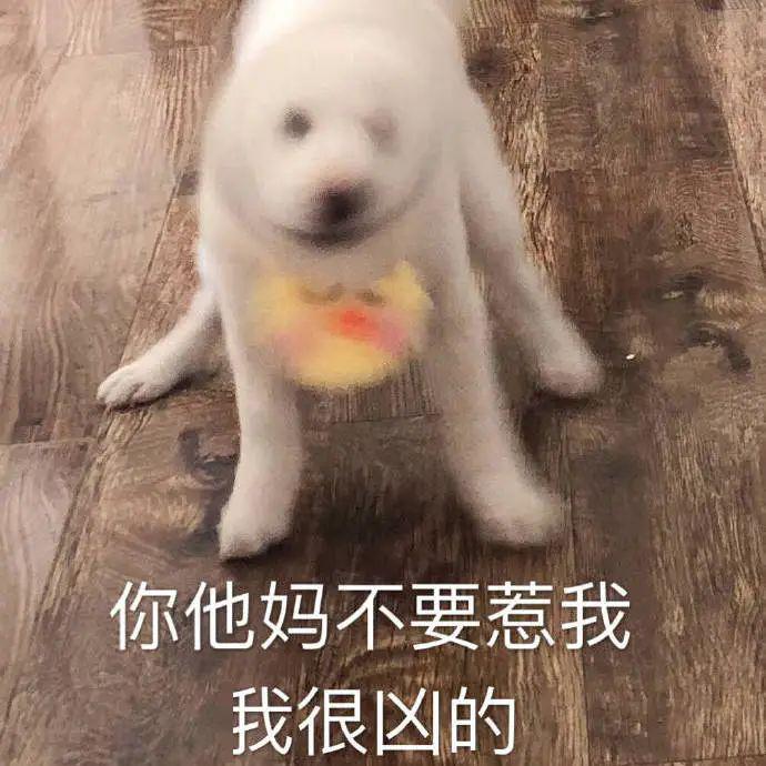 汪表情第31期义务教育的漏网之狗