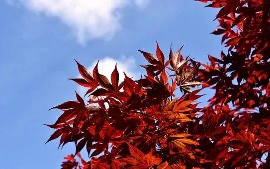 园林植物 | 日本红枫