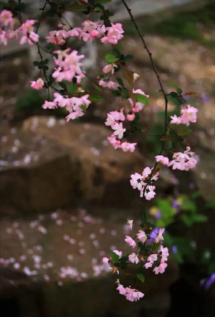 暮春一雨,落花流水随春去