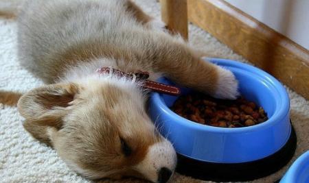 怎么教狗狗不能咬东西 f479865c6da6490dbc3b34d484ca3bdd.jpeg