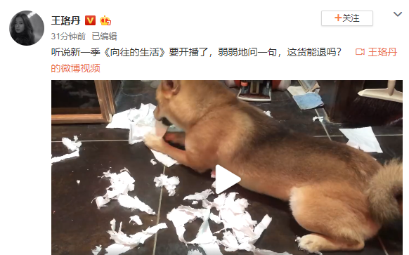 爱犬 瓢哥 疯狂拆家 王珞丹在线发问 这货能退吗 生活