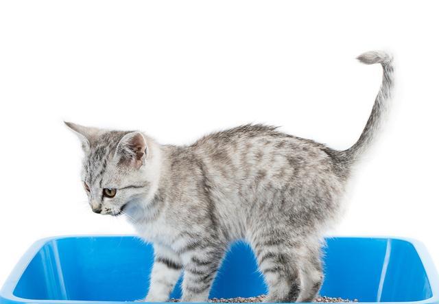 怎么养小猫最便宜 1adcdd29cffb463d8d0c6182212b9806.jpeg